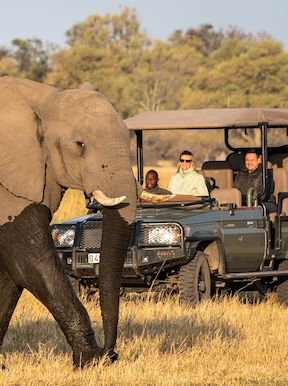 Wilderness Savuti Botswana Activities Game Drive