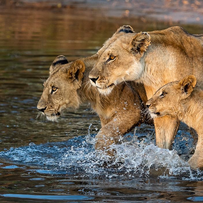 Little Vumbura Botswana Wildlife Lioness And Cubs