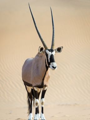 Wilderness Serra Cafema Namibia Wildlife Oryx