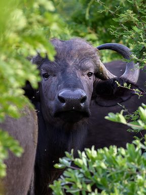 Wilderness Hwange Wildlife Buffalo