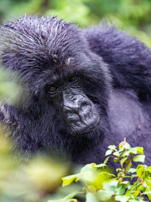 Wilderness Sabinyo Rwanda Iconic