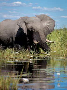 Wilderness Dumatau Botswana Wildlife Elephant