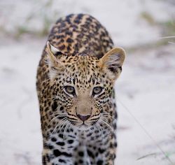 Leopard subadult walking through the Okavango Delta