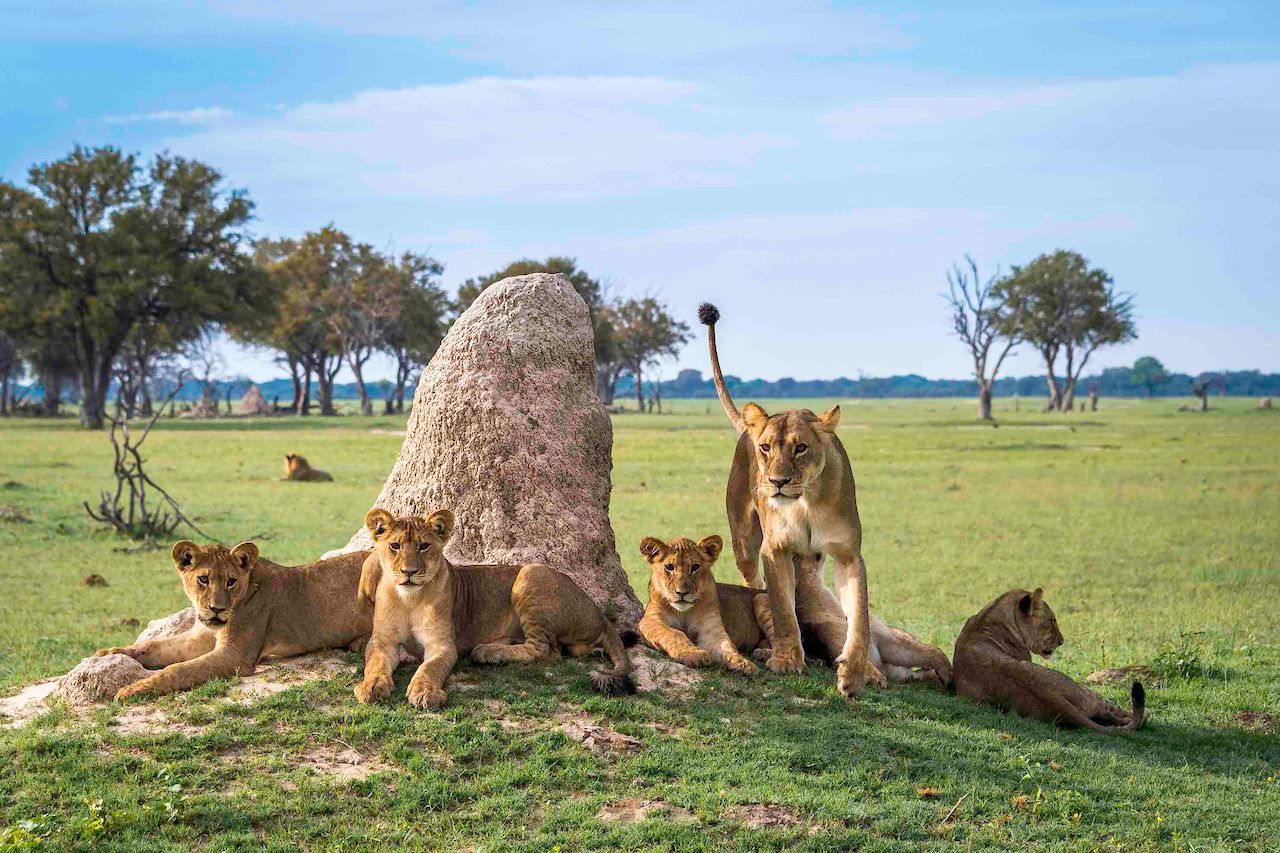 Wilderness Hwange Lion pride Zimbabwe