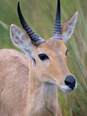 Wilderness Kwetsani Botswana Wildlife Reedbuck