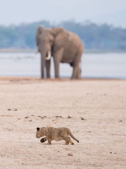 Wilderness About Us Lion cub and Elephant