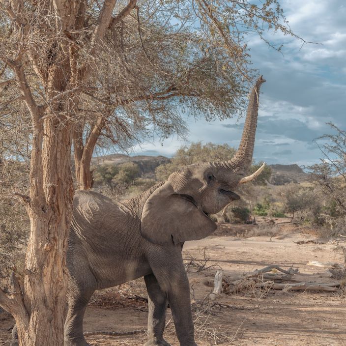 Desert elephant