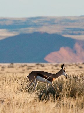 Wilderness Kulala Desert Lodge Namibia Wildlife Springbok