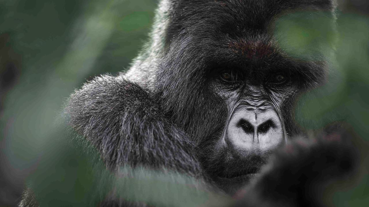 Mountain Gorilla at Wilderness Bisate Rwanda