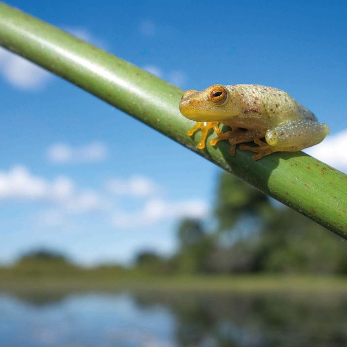 Wilderness Pelo Botswana Gallery Wildlife Reed Frog