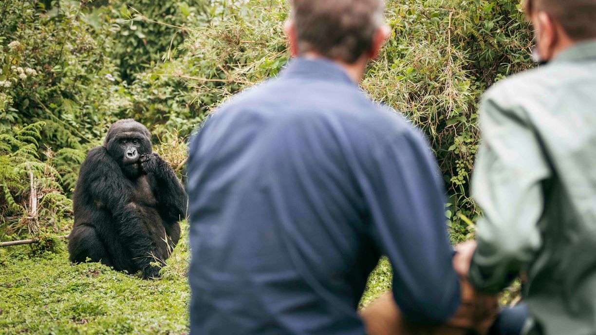 Wilderness Experiences Gorilla Trekking Rwanda