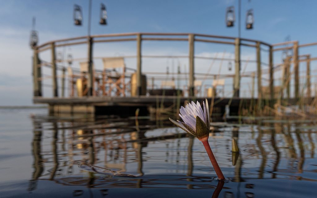 Wilderness Dumatau Botswana Water Lily