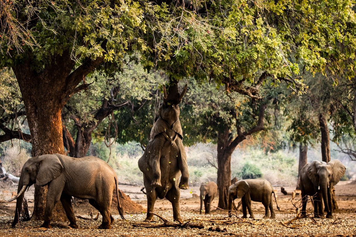 mana pools safari price