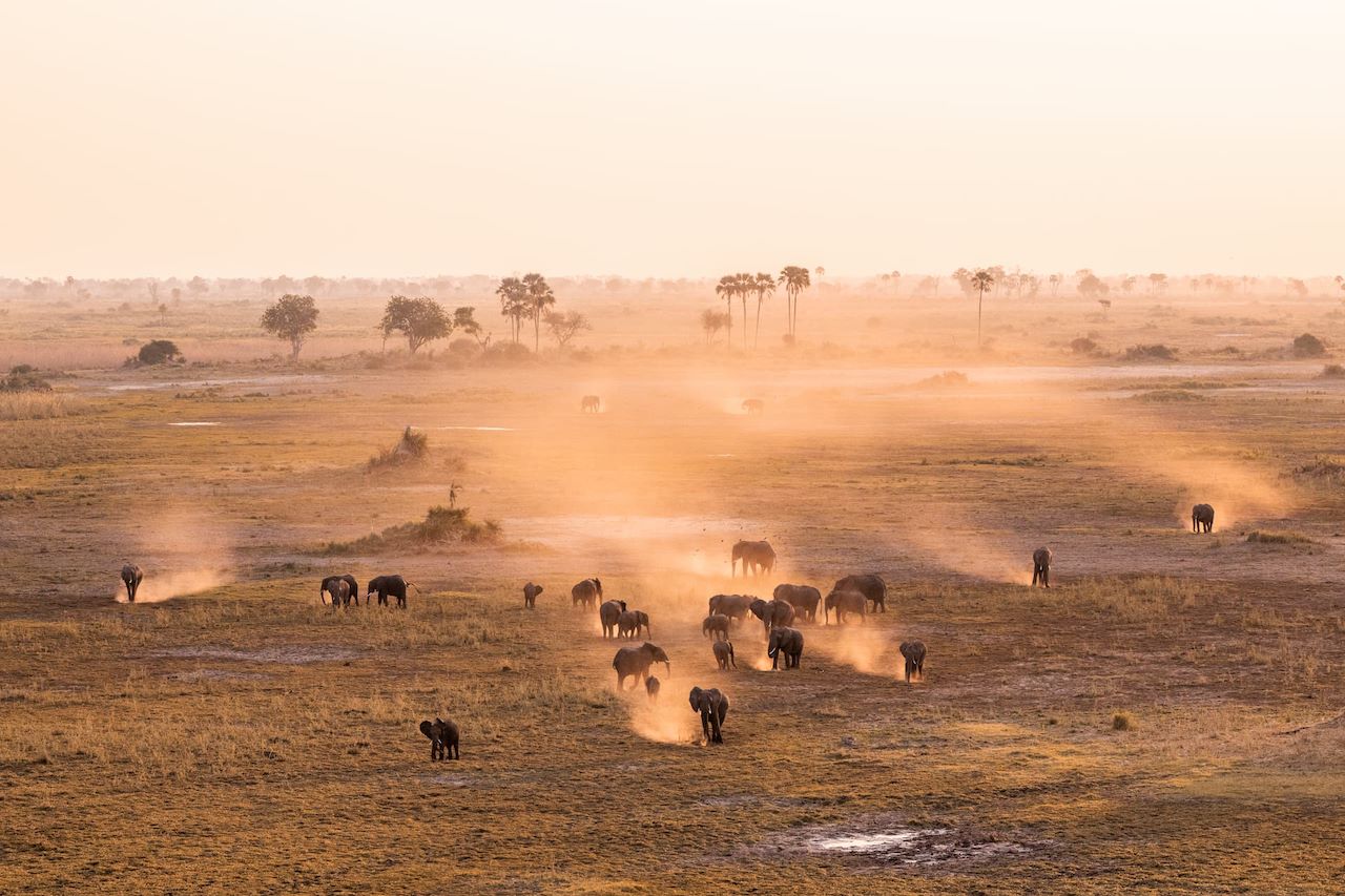 Elephants roam the vast floodplains at Wilderness Mombo