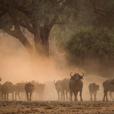 A herd of buffaloes in Wilderness Zimbabwe dusk