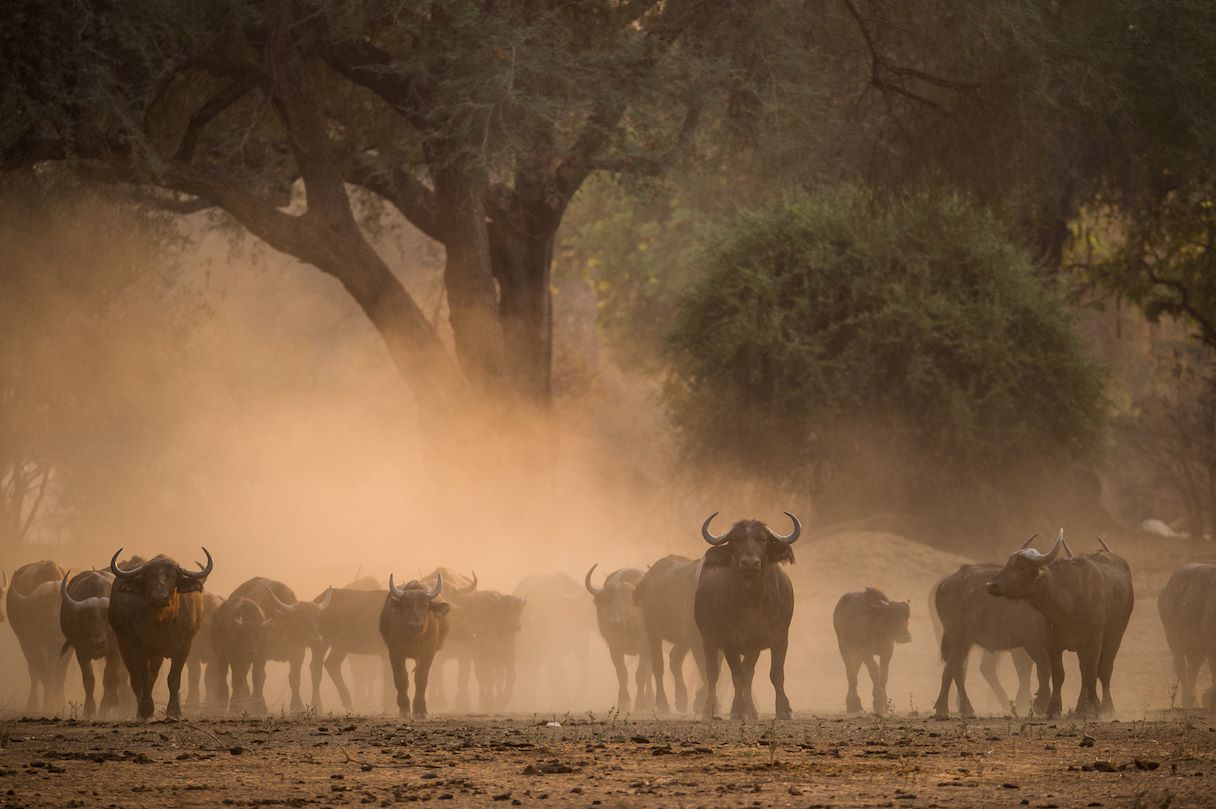 safari i zimbabwe