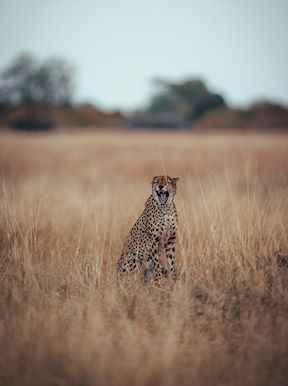Wilderness Zimbabwe Wildlife Cheetah
