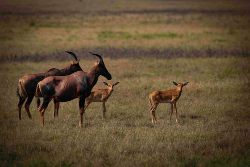 Wilderness Magashi Rwanda Akagera Topi and baby