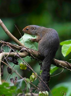 Wilderness Sabinyo Rwanda Wildlife Squirrel