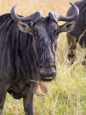 Wilderness Tanzania Wildlife Wildebeest