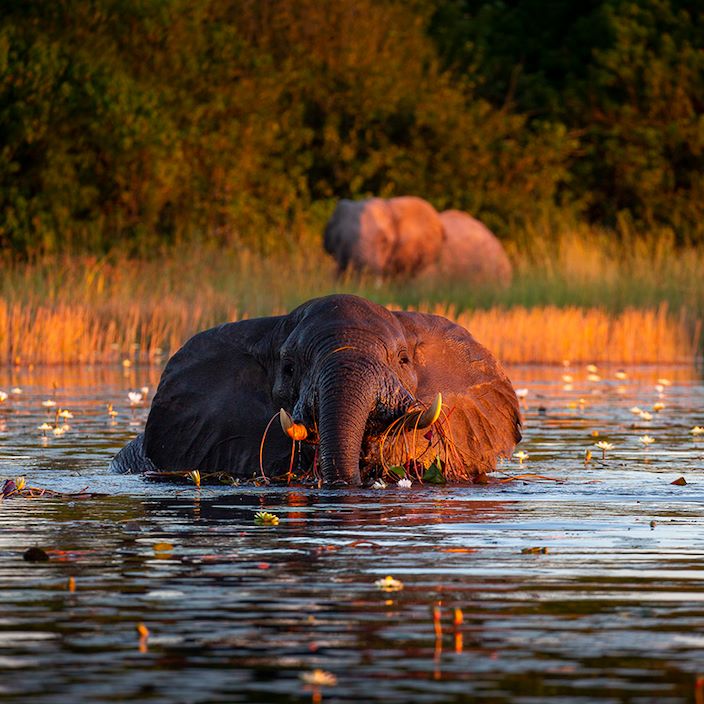 Wilderness Dumatau Botswana Elephants In Water