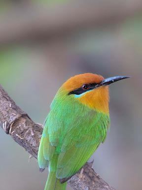 Wilderness Shumba Zambia Wildlife Bee Eater