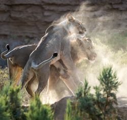 Wilderness Family Trust