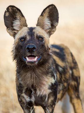 Wilderness Zimbabwe Wildlife African Wild Dog