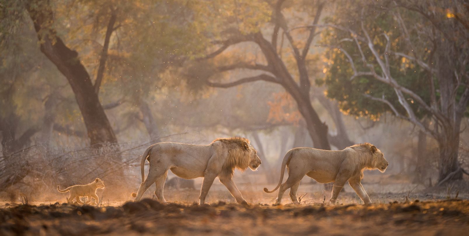 west african safaris