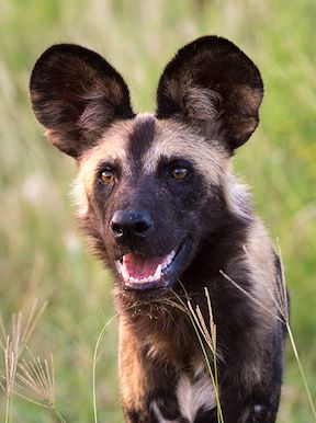 Vumbura Plains Botswana Wildlife Wild Dog