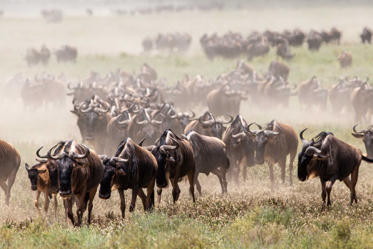 Wilderness Usawa Tannzania The Great Wildebeest Migration