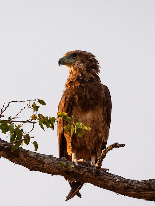Wilderness Experiences Canoe Zimbabwe Wildlife Eagle