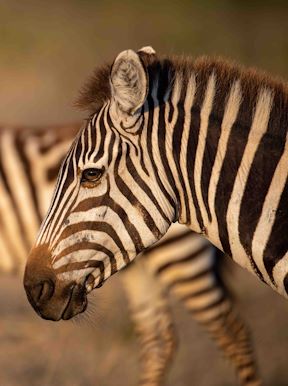 Zebra migrate in thousands across the Serengeti