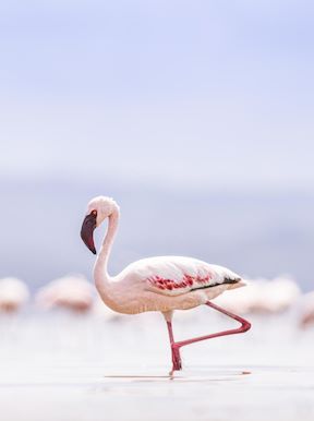 Wilderness Kenya Habitat Saline Lakes