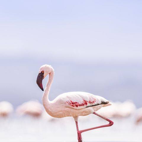 Wilderness Kenya Habitat Saline Lakes