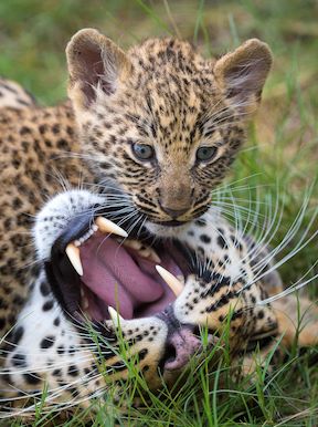 Wilderness Kwetsani Botswana Wildlife Leopard And Cub