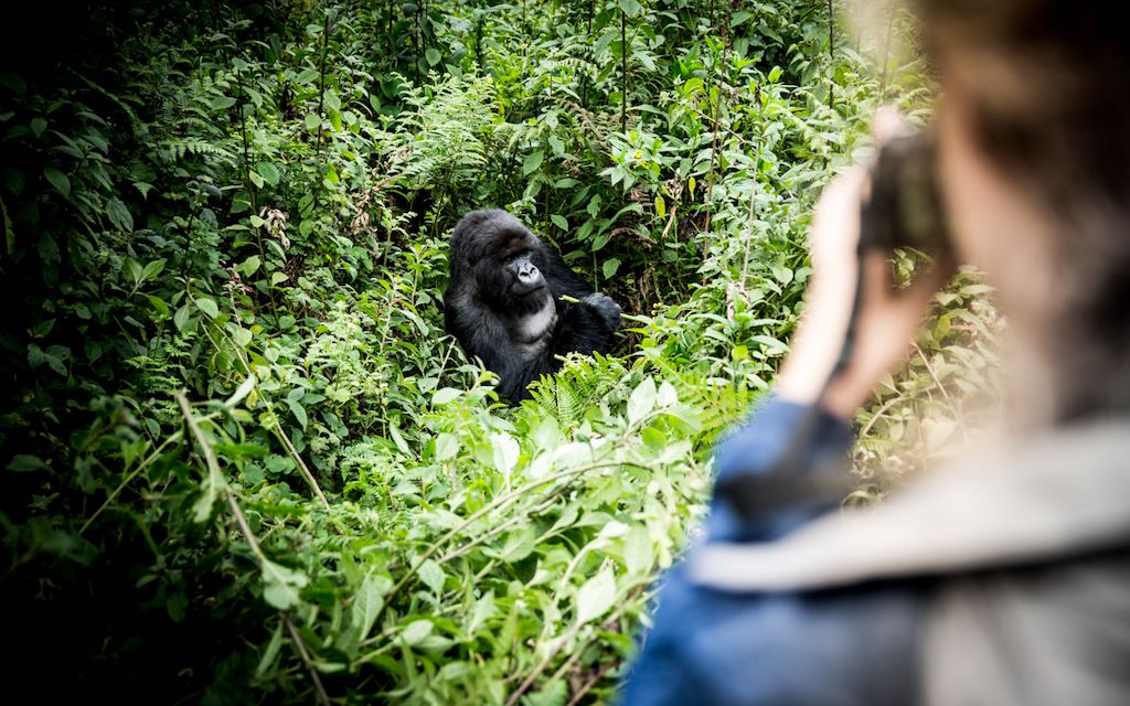 Wilderness Experiences Photography Wildlife Gorilla