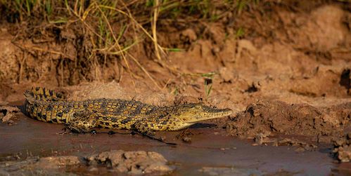 Wilderness Magashi Wildlife Crocodile