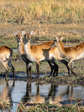 Wilderness Dumatau Botswana Wildlife Lechwe