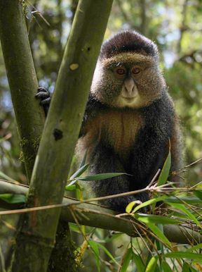 Wilderness Bisate Rwanda Wildlife Golden Monkey