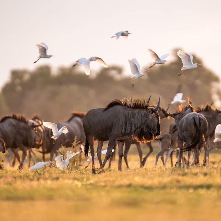 Herds of animals seen at Mombo including gnu