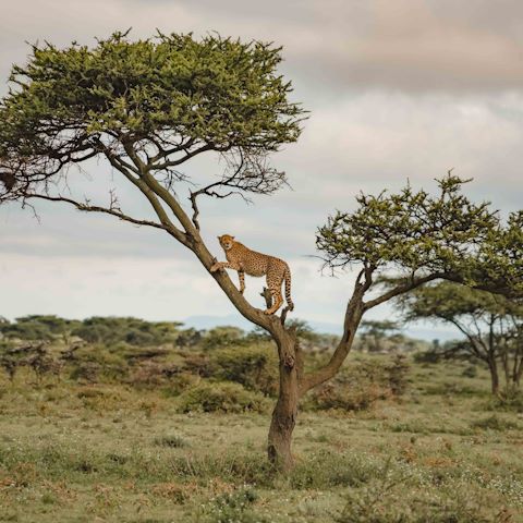 Wilderness Tanzania Cheetah in Tree