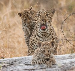 Wilderness Chitabe Lediba Wildlife Leopard