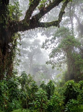 Wilderness Rwanda Habitat Rain Forest