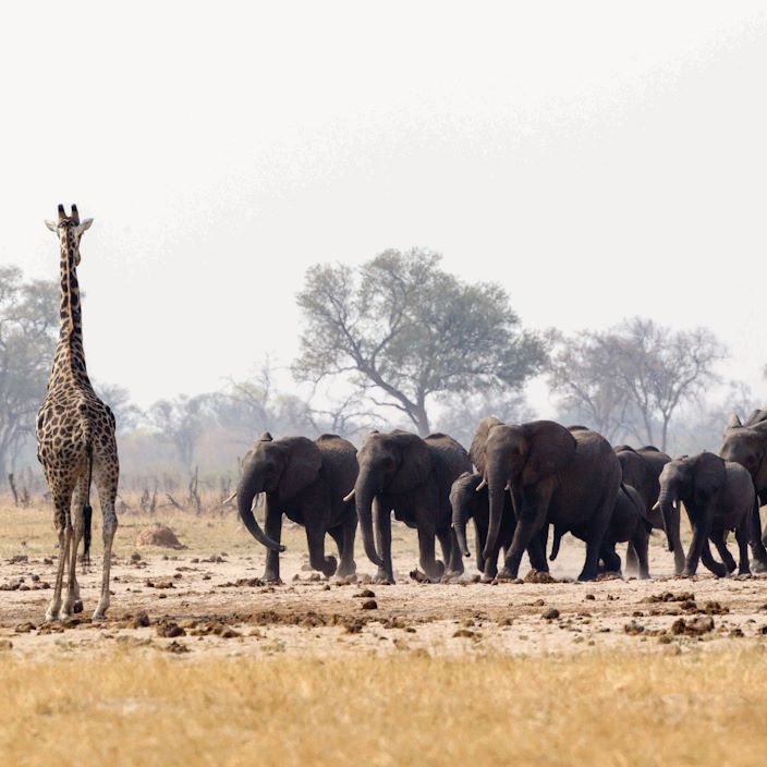 Wilderness Davisons Zimbabwe Wildlife Elephant And Giraffe