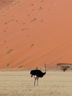 Wilderness Namibia Wildlife Ostrich