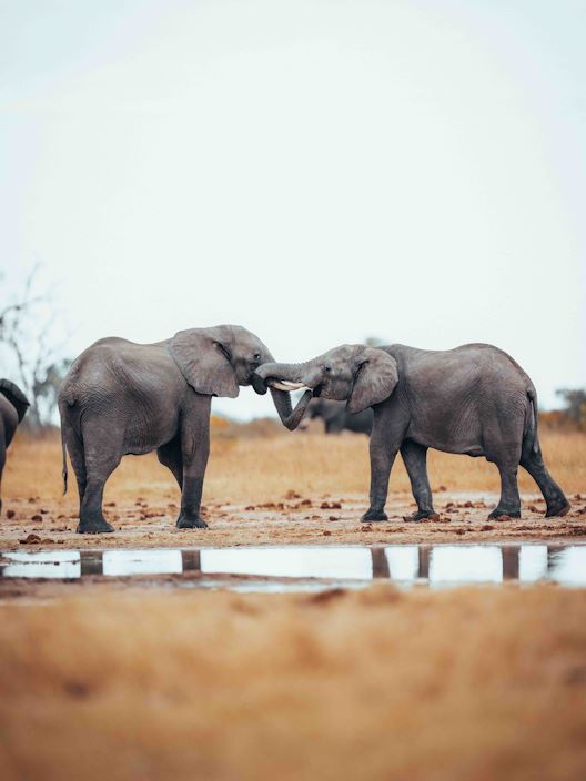 Wilderness Davisons Zimbabwe Wildlife Elephants