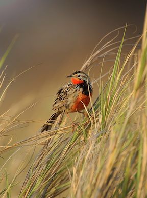 Wilderness Zambia Wildlife Rosy Throated Longclaw