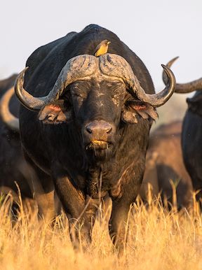 Wilderness Botswana Okavango Wildlife Buffalo