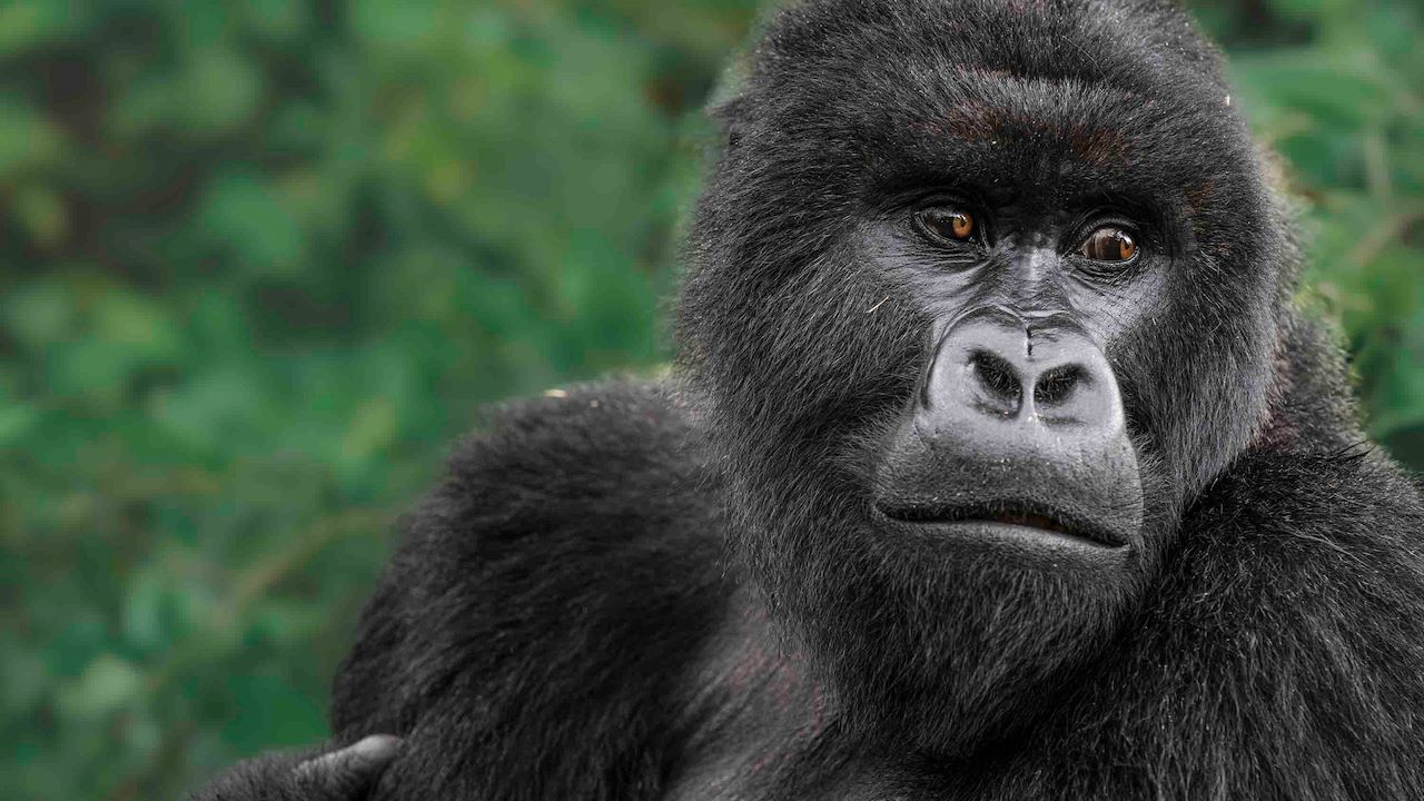 Mountain Gorilla at Wilderness Bisate Rwanda